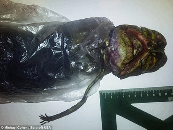 {捕魚機}(外星人视频真实视频记录片)