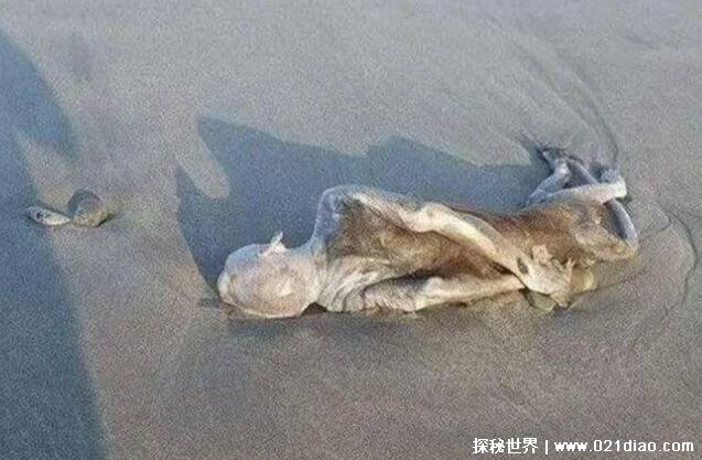 {捕魚機}(外星人视频真实视频记录片)